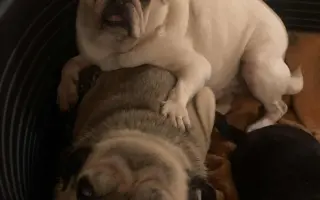 Pomôžme mopsinke Boženke (15,5 r.) a ďalším seniorom