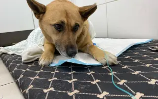 Veterinárna starostlivosť pre psy v osadách