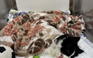 Pomôžte Sindy znovu behať a žiť bez bolesti. Posledná operácia splní náš sen 🙏