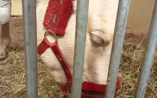 Pomôžme kobyle Kami v boji o život