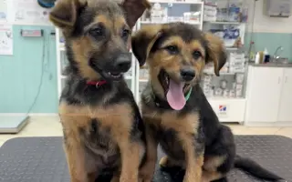 Darujte ďalší domček pre choré a nechcené zvieratá z osady