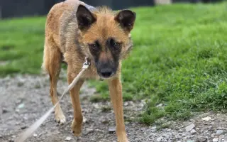 🧱 Pomôžte nám postaviť nový plot = viac bezpečia a slobody 🐾🐾