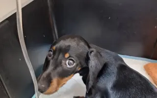 Pomôžte nám udržať  Farmu Happy - bezpečné miesto pre zvieratá