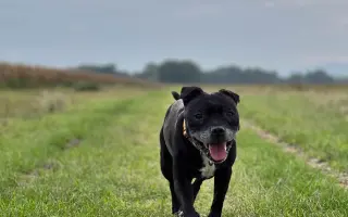 Pre Bessie, aby mohla ešte žiť naplno Pre Bessie, aby mohla ešte žiť naplno