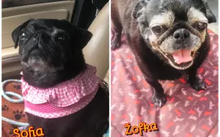 Pomôžte dať chorým mopsíkom šancu na život – MOPS v núdzi, o.z.