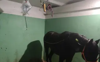 Pomôžme Velesovi vrátiť sa domov na farmu