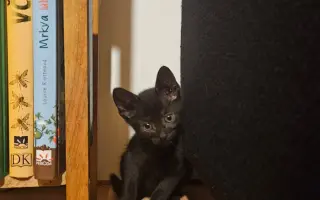 Pomôžme Gabriele nakŕmiť a vykastrovať mačacích kamarátov