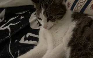 Pomôžme kocúrikovi Šuflík po úraze chrbtice