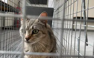 Podporte kastráciu voľne žijúcich mačiek v Senici