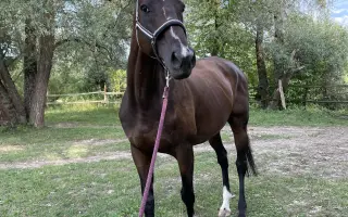 Pomôžte nášmu koníkovi Armanimu postaviť sa späť na nohy