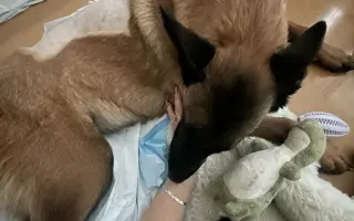 Pomôžte Lady znovu stáť na vlastných labkách