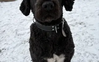 Pomôžte nám dať psom druhú šancu – prerábame Happy Paw’s