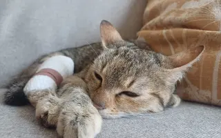 Pomôžme nájdenému mačiatku so zlomenou nohou