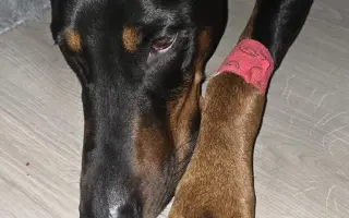 Pomôžte Aresovi v boji s chorobou