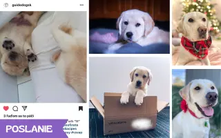 Hanička – srdce na štyroch labkách potrebuje pomoc