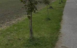SadímeStromy: Posadíme 100 stromov každý rok