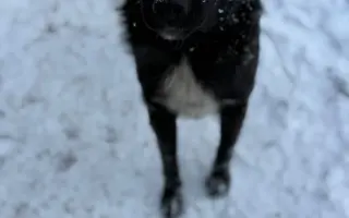 Podporme kastrácie v osade Rakúsy