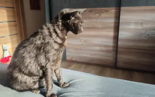 Laruška bojuje o život – pomôžme jej zvíťaziť nad bolesťou