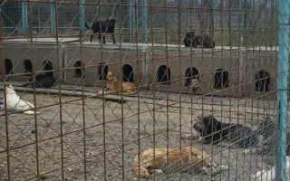 Darujme psíkom v útulku čistú vodu