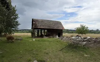 Zachráňme túlavú alpaku po amputácii nohy