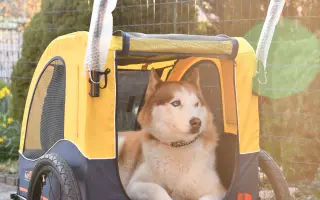 Keď labky slabnú, láska stále beží ďalej - pomôžme huskymu Hachiko