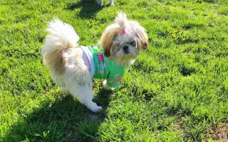Pomôžte našim chorým senior psíkom - OZ pomoc psíkom Shih-tzu