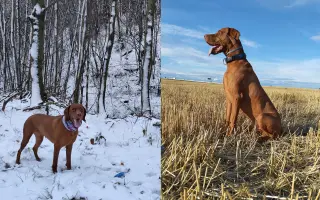 Zachráňme Dobbyho - pomôžme mu s liečbou mastocytózy