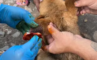 Veterinárna starostlivosť pre psy v osadách