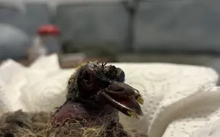 Pomôžme Vlaďke postaviť domov pre handicapované holuby