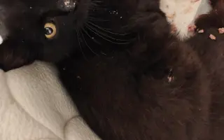 Pomôžme mačičkám prežiť zimu