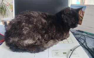 Pomôžme Mačičkám u Larky zvládnuť náročné obdobie