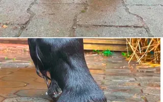 Pomôžme kobylke zvíťaziť nad bolesťou a následkami ťažkého zanedbania