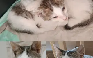 Pomôžte nám postaviť bezpečnú voliéru pre mačky bez domova