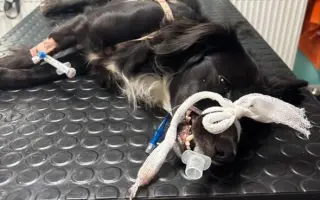 Podporte jarný vakcinačný program psov v osadách