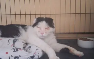 Za hranicou záchrany | Žilinský útulok pre mačky potrebuje pomoc