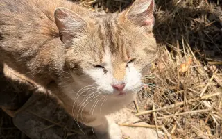 Dajme túlavému kocúrikovi šancu na nový život