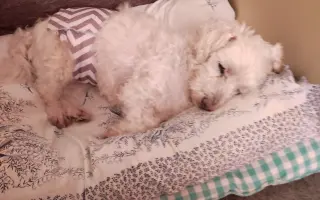 Pomôžme psím seniorom u Ivetky