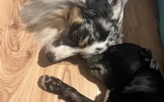 Pre Bessie, aby mohla ešte žiť naplno Pre Bessie, aby mohla ešte žiť naplno