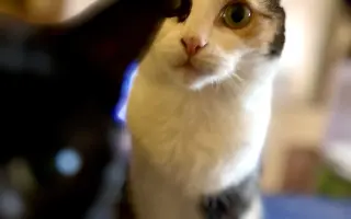 Pomôžte našim 18 zachráneným mačičkám prežiť ďalší mesiac