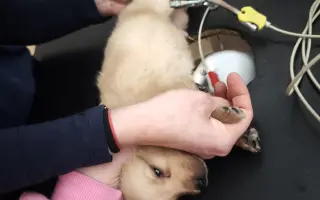 Darujte Srdiečku novú šancu na život