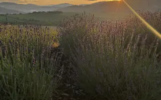 Ateliér na lánoch - podporte levanduľovú a bylinkovú farmičku na Orave
