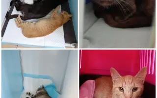 Pomôžme spolu túlavým mačkám na Kysuciach