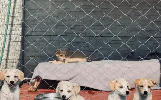 Pomôžte nám udržať  Farmu Happy - bezpečné miesto pre zvieratá