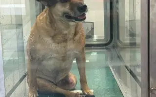 Druhá šanca pre Dobbyho zdravie