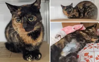 Kastráciou proti utrpeniu: Pomôžte zachraňovať pouličné mačky.