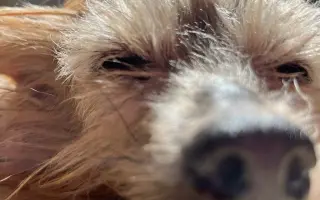 Pomôžme Ferovi znovu sa nadýchnuť