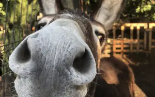 Pomôžte somárikovi Aladárovi získať štiepkovač pre náš Vidiecky sen