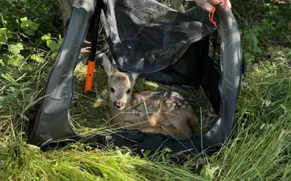 Zachráňme srnčatá pred kosbou!