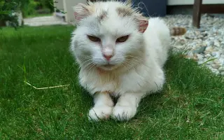 Pomôžte Zuzane zabezpečiť pomoc pre chorú mačku