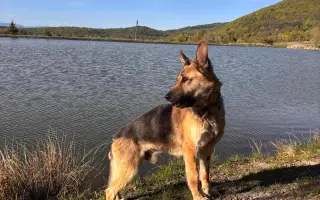 Zachráňme Oreovi život – nášmu členovi rodiny
